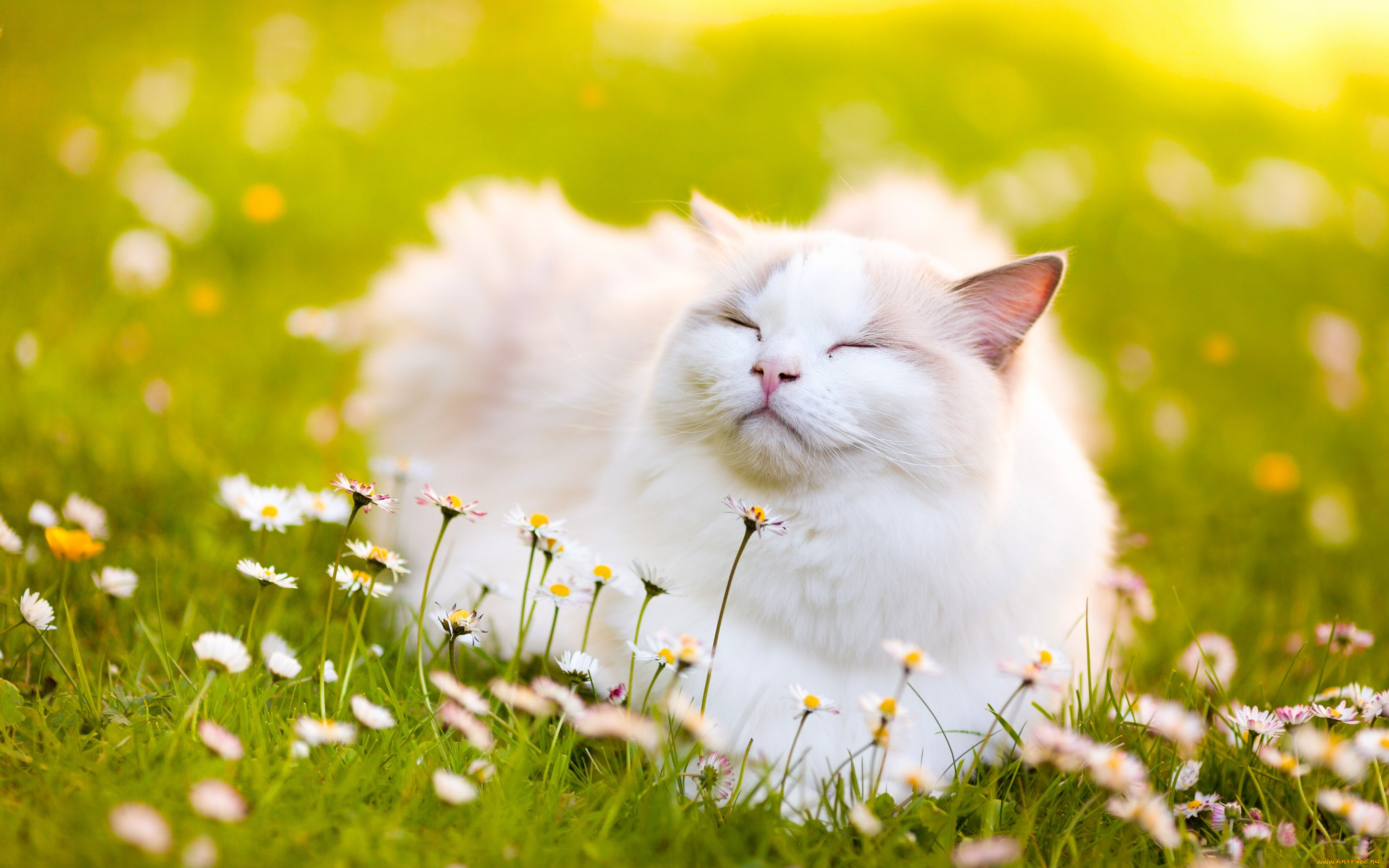Солнечная кошка